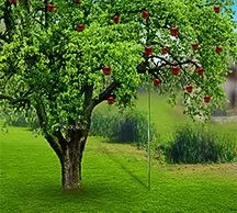Опора для веток плодовых деревьев